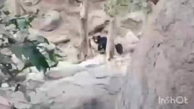 અમીરગઢ: ઈકબાલગઢના તીર્થધામ કેદારનાથના જેસોર જંગલમાં રીંછ પરિવાર સાથે ફરતું હોવાનો વિડીયો વાયરલ થયો