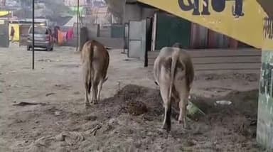 फर्रुखाबाद: श्रीराम नगरिया में घूम रहे निराश्रित गोवंश, कल्पवासी व मेला में पहुंचे लोग परेशान