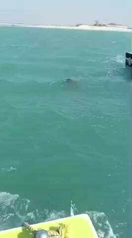 ઓખામંડળ: શિવરાજપુર બીચ પર ડુબેલી યાત્રિક નો ત્રીજા દિવસે મૃતદેહ મળી આવ્યો..