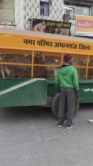 अमानगंज: अमानगंज नगर में नगर परिषद के द्वारा पकड़े गए आवारा मवेशी