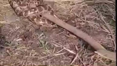 गोंडा: इटियाथोक क्षेत्र के चंदनजोत गांव के पास खेत में अजगर दिखने से हड़कंप, वन विभाग की टीम ने किया रेस्क्यू