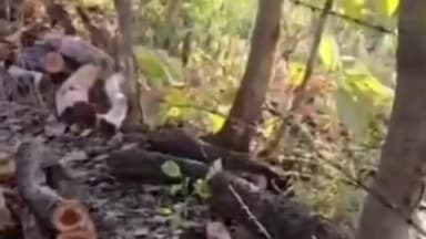 अवैध तस्करी के खिलाफ शहडोल वन विभाग ने की बड़ी कार्यवाही 104 नग सागौन की लकड़ी बरामद#samachar time #@vairalnews