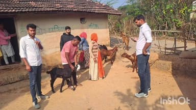 सलूम्बर: मुख्यमंत्री मंगला पशु बीमा योजना 2025-26 शुरू, सलूम्बर में पंजीकरण व बीमा कार्य एक साथ