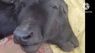 अंबाह: रछेड़ गांव में दो मुंह और चार आंखों वाला बछड़ा जन्मा, ग्रामीणों में कौतूहल