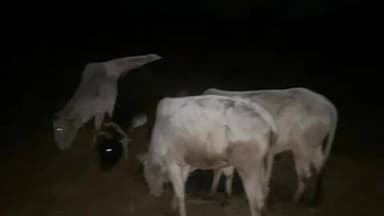 जशपुर पुलिस की कार्यवाही, फिर छुड़ाया 6 नग गौ वंशों को तस्करों के चुंगुल से,आरोपी जंगल का फायदा उठाकर हुए फरार !