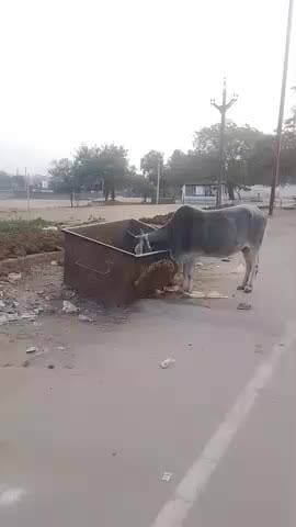 गाय माता को दूध पिके छोड़ देते हैं लोग रोड पर कुंडा खाती है इसलिए गाय को रोड पर ना छोड़े❤️❤️❤️❤️❤️❤️❤️❤️❤️❤️❤️❤️❤️❤️❤️❤️