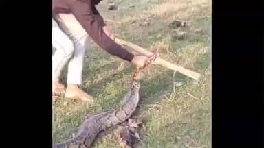 बेल्थरा रोड: भागलपुर–तुर्तिपार पुल के पास 9 फीट लंबा विशाल अजगर मिलने से मची दहशत और अफरा-तफरी