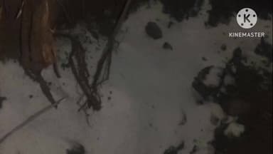 डोकराभाठा शनि मंदिर के पास पीपल के पेड़ को यूरिया डालकर सुखाने की साजिश, जेसीबी चालक गिरफ्तार, वाहन मालिक फरार