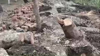 रायसेन: रायसेन कलेक्ट्रेट में बाउंड्री वॉल के लिए हरा-भरा पेड़ काटा, पर्यावरण प्रेमियों में आक्रोश