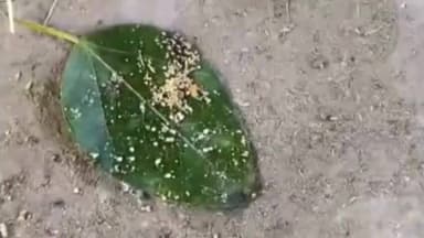 बेरला: पिकरी मुक्तिधाम से नाबालिक बच्ची की चिता से अस्थियां चोरी, परिजनों ने जादू टोना की जताई आशंका, पुलिस कर रही जांच