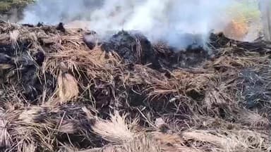 मसलिया: खलिहान में आग लगने से आठ बीघा पुआल जलकर राख, आपसी रंजिश का आरोप