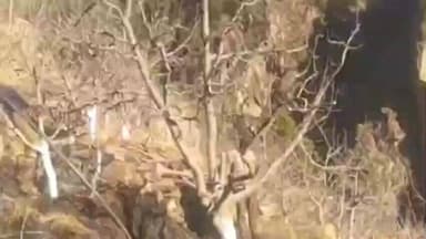 सांगला: किन्नौर के सांगला गाँव के एक सेब बगीचे में लगी आग, कुछ सेब के पौधों को हुआ नुकसान, आग पर पाया गया काबू