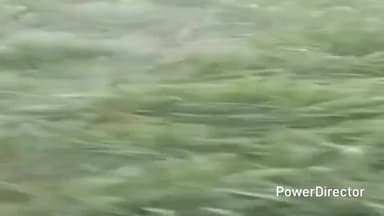 लालकुऑ: लालकुंआ विधानसभा क्षेत्र के हल्दूचौड़ में हाथियों ने किसानों की फसल रौंदी, दो बीघा फसल हुई खराब