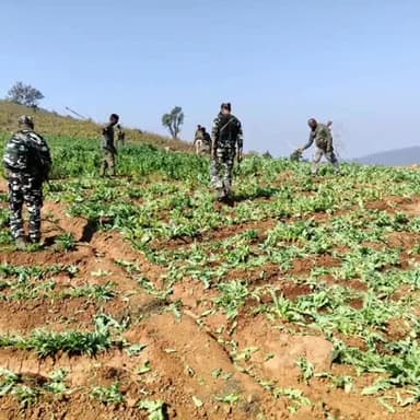 चांडिल: मुटुदा गांव में एसएसबी और चौका थाना पुलिस ने अफीम की अवैध खेती पर चलाया अभियान
