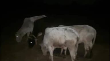 जशपुर: जशपुर पुलिस ने 6 गौवंश तस्करों के चंगुल से गौवंश को मुक्त कराया