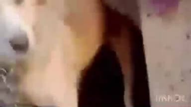 नगरोटा बगवां: नगरोटा बगवां के गांव मुहालकर पंचायत घर के पास भूरे रंग के पागल कुत्ते ने मचाया आतंक, कई लोगों को काटा