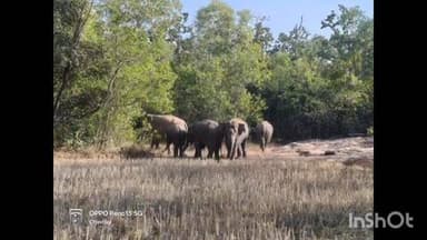 କେନ୍ଦୁଝର ସଦର: ପାଟଣା ରେଞ୍ଜ ଚାମୁଣ୍ଡା ପାଳ ରେ ହାତୀ ପଲକୁ ନଜର ରଖିଛି ବନ ବିଭାଗ