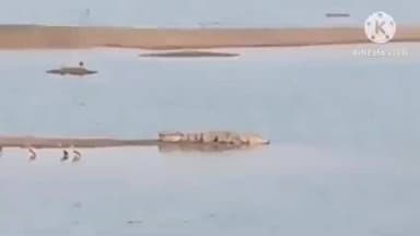 पटेरा: कुम्हारी के गुदरी तालाब में फिर दिखा मगरमच्छ, सोशल मीडिया पर वीडियो आया सामने