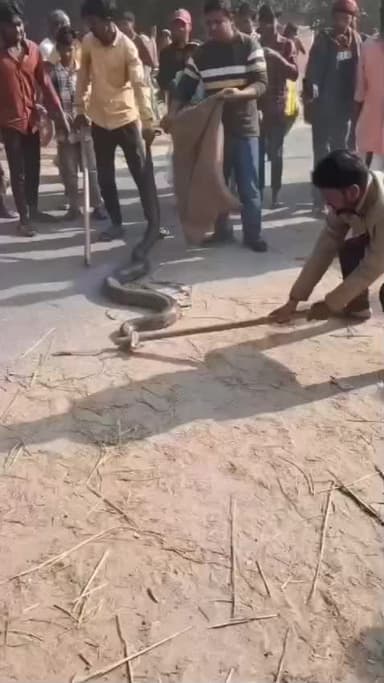 किशनगंज: किशनगंज के धोकरपेट गांव में दुकान में निकला अजगर, इलाके में फैली सनसनी, वन विभाग ने किया रेस्क्यू