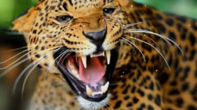 ठाकुरद्वारा: ठाकुरद्वारा क्षेत्र में तेंदुआ दिखाई देने से ग्रामीणों में दहशत का माहौल, वन विभाग से तेंदुआ पकड़ने की मांग