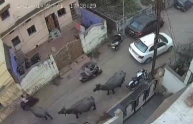 रायपुर: रायपुर के फफाडीही इलाके में भैंस की टक्कर से बुजुर्ग घायल हुए