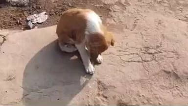 परवलपुर में आवारा कुत्ते का आतंक, अब तक 6 लोगों को काटा