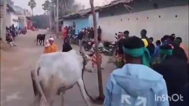 पूर्वी टुंडी: पूर्वी टुंडी क्षेत्र में आदिवासीयों का प्रमुख त्योहार सोहराय धूमधाम से मनाया गया