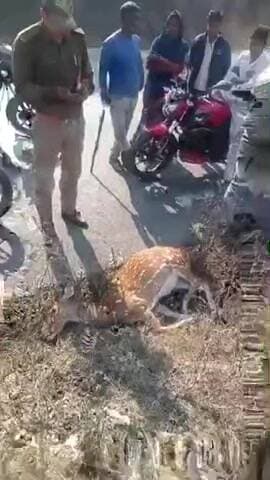 सिंगरौली जिले के झुरही में संदिग्ध परिस्थितियों में चितल की मौत, झुरही क्षेत्र में मचा हड़कंप !