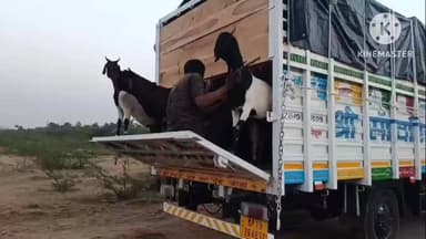 उचेहरा: बांधी मौहार गांव से 25 बकरियां चोरी, उंचेहरा थाने में मामला दर्ज, पुलिस जांच में जुटी