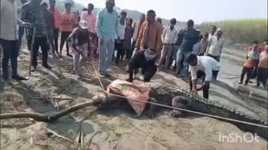 निघासन: मटैहिय्या गांव में सूखे तालाब से निकला विशालकाय मगरमच्छ, ग्रामीणों में मचा हड़कंप, टीम ने रेस्क्यू कर शारदा नदी में छोड़ा