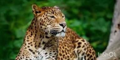 खेड: खेड पोयनार वस्तीत वाघाचे वास्तव, नागरिकांमध्ये भीतीचे वातावर