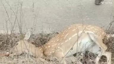 देवसर: झुरही क्षेत्र में सड़क किनारे मृत चीतल मिला, वन विभाग ने जांच शुरू की