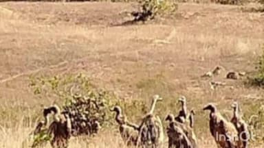 रामपुर नैकिन: सीधी जिले के ग्राम ठोगा में दिखा गिद्धों का समूह, लोगों ने बनाई तस्वीर सोशल मीडिया पर वायरल