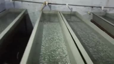 डुंडा: सिंगोट गांव में हर वर्ष तीन टन ट्राउट मत्स्य पालन का प्रयोग सफल साबित, आईटीबीपी और स्थानीय बाजार में हो रही सप्लाई