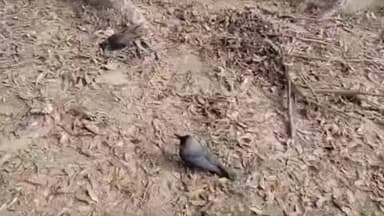 नवगछिया: नवगछिया कचहरी मैदान में सैकड़ों कौवों की संदेहास्पद मौत, वन विभाग ने दस कौओं को किया रेस्क्यू