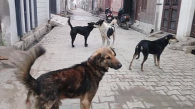 ਮਾਨਸਾ: ਮਾਨਸਾ ਵਿੱਚ ਅਵਾਰਾ ਕੁੱਤਿਆਂ ਦੀ ਨਸਬੰਦੀ ਫੇਲ ਹਰ ਰੋਜ਼ ਵੱਧ ਰਹੇ ਹਨ ਕੱਟਣ ਦੇ ਮਾਮਲੇ