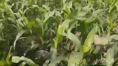 फारबिसगंज: फारबिसगंज प्रखंड क्षेत्र में किसानों के खेतों में मक्का फसल में कीड़े लगने से बढ़ी परेशानियां