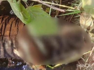 बल्लारपूर: चंद्रपुरात वाघांचा मृत्यू