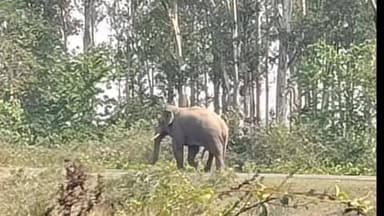 जैतहरी: जैतहरी में हाथियों का तांडव, चोई गांव में मकान क्षतिग्रस्त, वन विभाग हाई अलर्ट पर