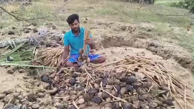 எட்டயபுரம்: எட்டையாபுரம் தாப்பாத்தி உள்ளிட்ட பகுதிகளில் பனங்கிழங்கு அறுவடை துவங்கியது