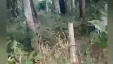 ಬೇಲೂರು: ಬಿಕೋಡು ಗ್ರಾಮದಲ್ಲಿ ನಾಯಿಯನ್ನು ಅಟ್ಟಾಡಿಸಿದ ಕಾಡಾನೆ