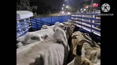 బెల్లంపల్లి: అక్రమంగా తరలిస్తున్న పశువులను పట్టుకున్న బజరంగ్దళ్ సభ్యులు