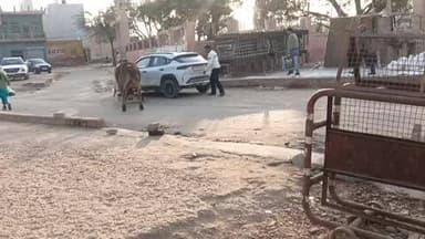 नगर: मेला मैदान के पास बेसहारा दो सांडों में हुई लड़ाई, लोगों ने बड़ी मशक्कत से कराया अलग