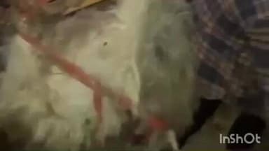 धर्मशाला: धर्मशाला के इंद्रु नाग और टाहुचौला में रीछ ने 48 घंटे में तीन बकरियों को बनाया शिकार