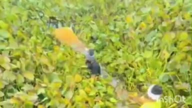 रामपुर मनिहारन: नानौता के ठसका गांव में तालाब से निकाला गया मृत गोवंश, बजरंग दल के कार्यकर्ताओं ने कराया सम्मानजनक अंतिम संस्कार