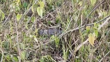 निर्मली: निर्मली प्रखंड के कमलपुर गांव में बांध किनारे विशाल अजगर दिखने से फैली सनसनी