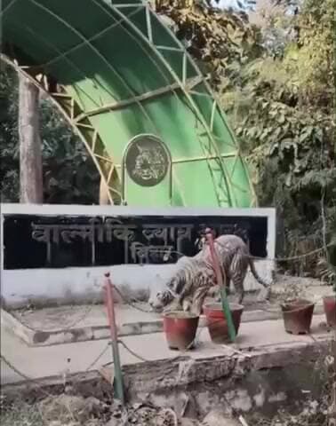 सिधाव: चरघरिया गांव के पास आतंक का पर्याय बना नर बाघ रेस्क्यू कर पटना भेजा गया