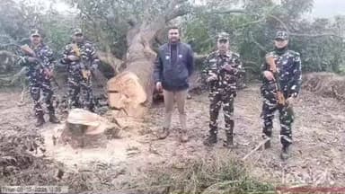 बलरामपुर: 9 वीं वाहिनी सशस्त्र सीमा बल ने अवैध कटे आम के पेड़ के वन उत्पाद किए जब्त