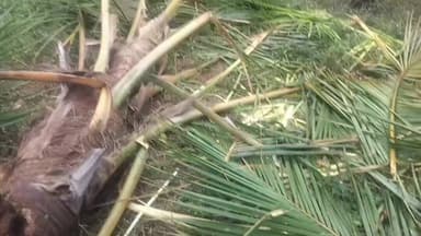 నగరి: ఫారెస్ట్ బీట్ ఆఫీసర్ కుసుమకుమారి పై అవినీతి ఆరోపణలు