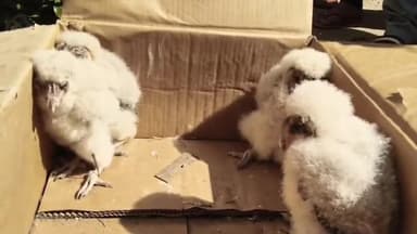 वारासिवनी: सफेद उल्लू के बच्चों से फैली जिज्ञासा, वाइल्ड लाइफ एक्सपर्ट ने बर्न आउल होने की पुष्टि की, सोशल मीडिया पर वायरल